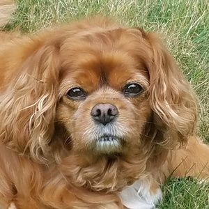 Meet your Posher, Bill